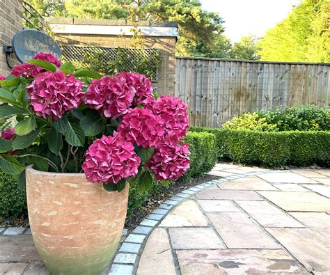 How to grow hydrangeas in pots: expert tips for containers | Homes and ...
