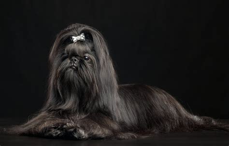 The Black Shih Tzu: Everything You Need to Know