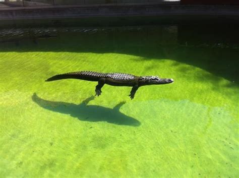 THE BEST Places to Visit in Miccosukee (2025) - Must-See Attractions