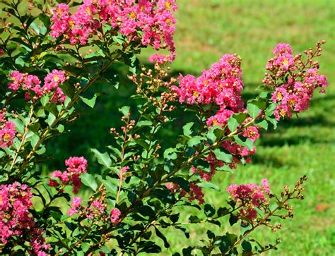 Crape Myrtle Bush Free Stock Photo - Public Domain Pictures