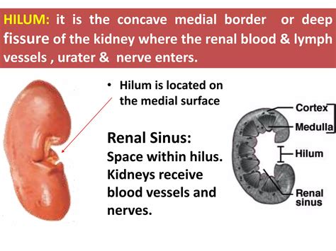 Anatomy of kidneys | PPTX