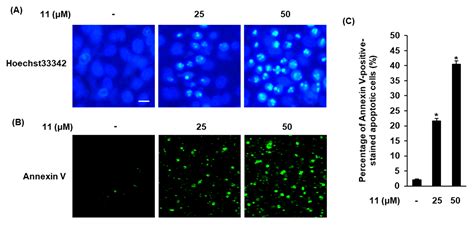 Betulinic Acid Suppresses Ovarian Cancer Cell Proliferation through ...