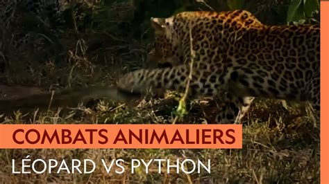 Image result for Leopard Fights Python