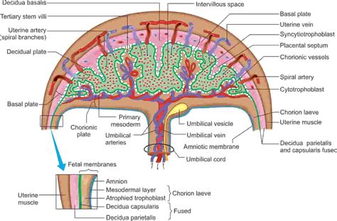 PLACENTA - New