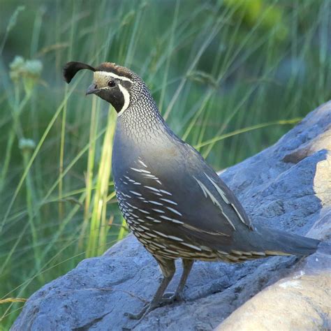 California quail | Hawaiʻi Birding Trails