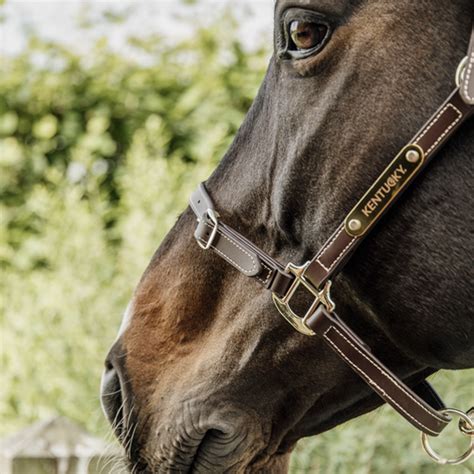 Image result for Licol Cheval