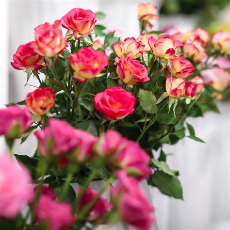 FRESH FLOWERS – Page 8 – Fresh Flowers Direct