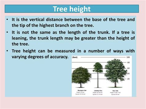 Image result for Proper Way to Measure the Height of a Tree Using a Tree Scale Stick
