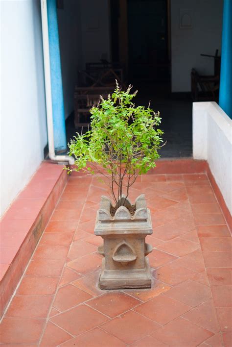 Indoor Plants Vastu: Top 20 Plants for Positivity 2025