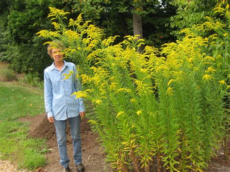 Goldenrod – Piedmont Master Gardeners