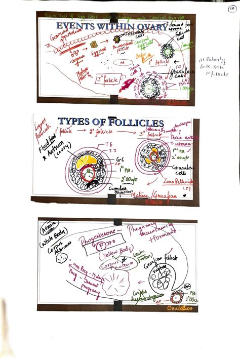 Human Reproduction English Class 12 的图像结果