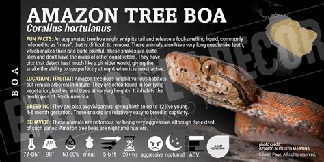 Amazon Tree Python 的图像结果
