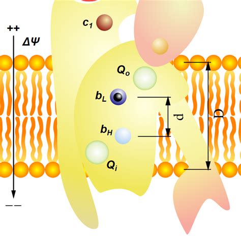 Image result for Negative Membrane Potential