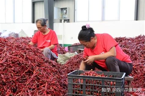 华景助力沿河辣椒产业：开足马力 再“烘干+加工”1000吨辣椒 - 知乎