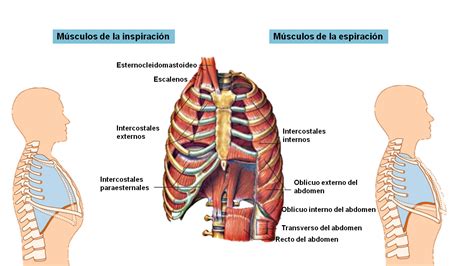 Mecánica de la respiración adecuada al disparar