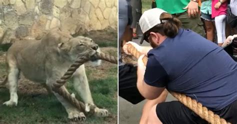 This Lion Cub Was Too Powerful For 3 WWE Wrestlers In A Tug Of War Match