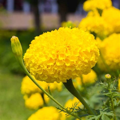 Indi Magic Yellow - Variety Marigold | Syngenta