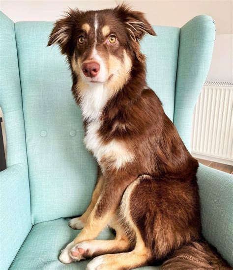 Tri-Color Australian Shepherd: All 4 Tri-Color Varieties Explained