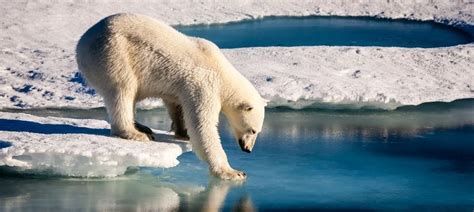 Sea ice the size of India has melted away from the Arctic and ...