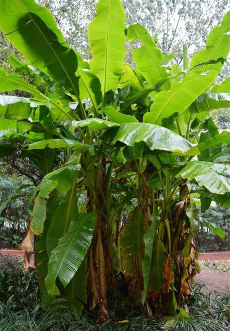 香蕉树和芭蕉树的不同之处，你知道怎么辨别吗？