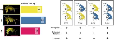 Experimental Crossing Confirms Reproductive Isolation between Cryptic ...