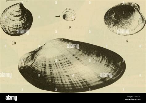 Image result for Marine Shells