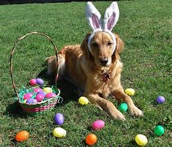 Image result for Easter Dog Pics