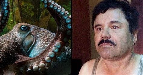 Pulpo se escapa de acuario al estilo del “Chapo” – Metro World News
