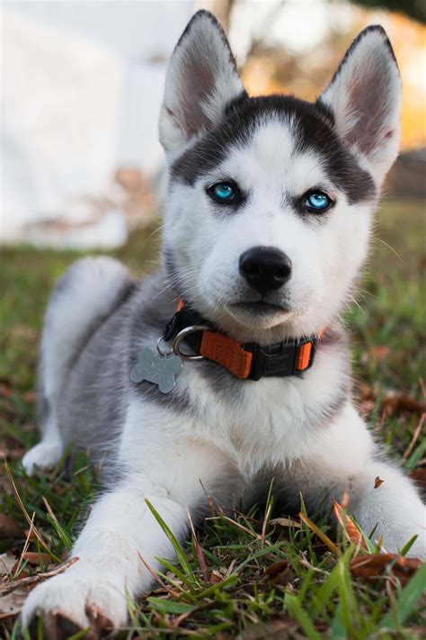 Download Siberian Husky Puppy With Blue Eyes Wallpaper | Wallpapers.com