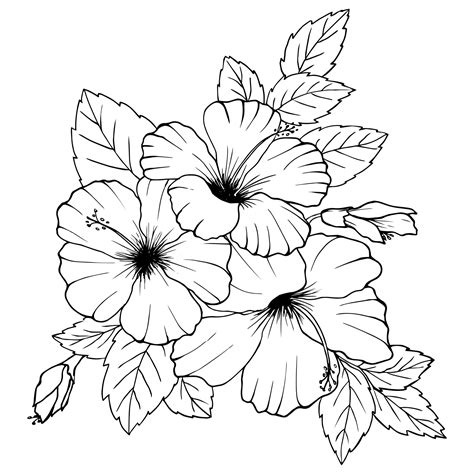 Hibiscus flowers drawing and sketch with line art on white backgrounds ...