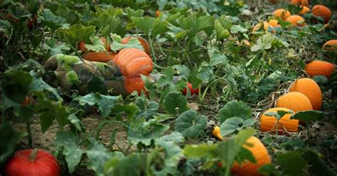 Naked Girl Hiding In These Pictures