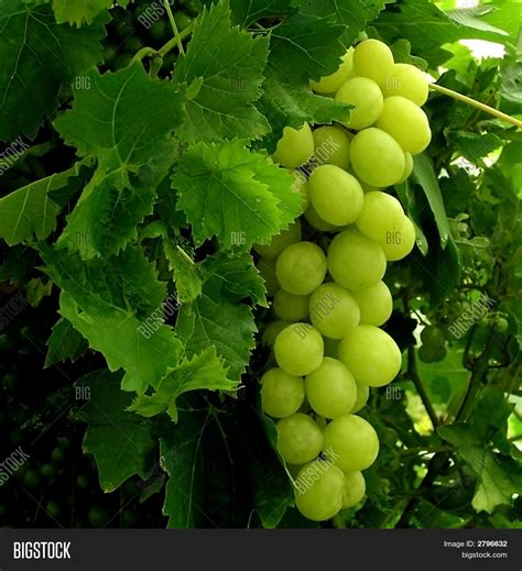 Cluster Grapes Image & Photo (Free Trial) | Bigstock
