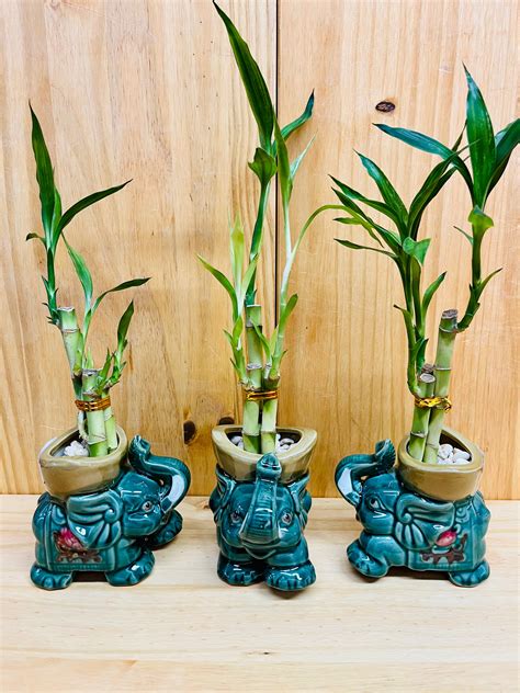 Lucky Bamboo in Ceramic Elephant Vase 3 Stem 6”6”8” Bamboo ...