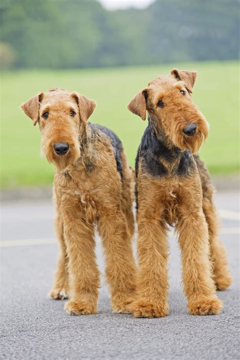 Airedale Terrier Breed Dogs