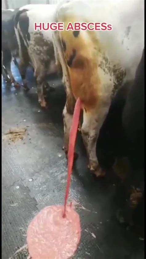 Exploding Cow Abscess 的图像结果