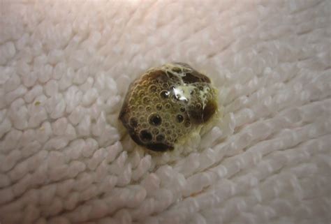 Image result for Bird Poop Reactions