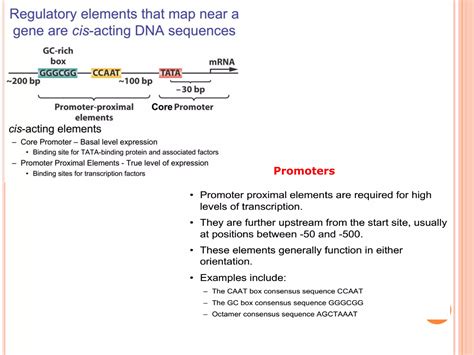 Regulation of gene expression in eukaryotes | PDF