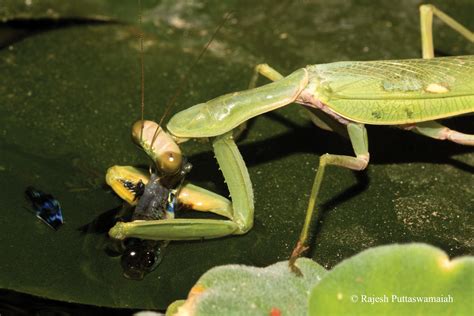 Praying Mantis Eating Male Head