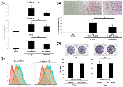 Cationic Glucan Dendrimer Gel-Mediated Local Delivery of Anti-OC-STAMP ...