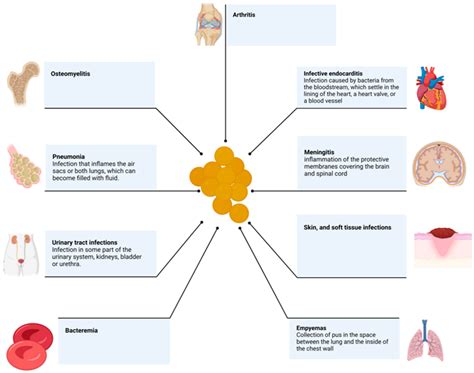 Image result for Staphylococcus Aureus Pathogenicity