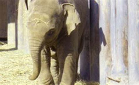 保护大象英语,保护大象英语海报_大山谷图库