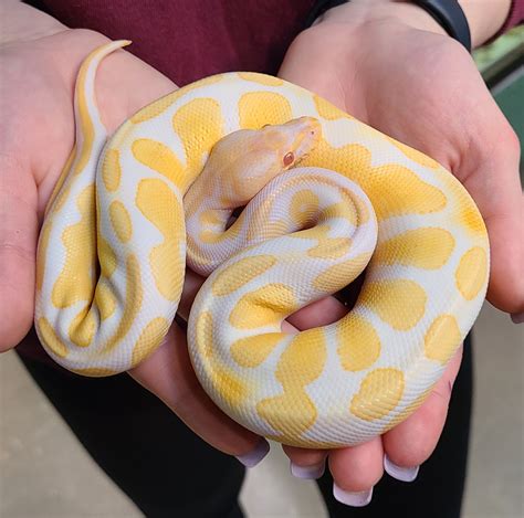 Albino Python 的图像结果