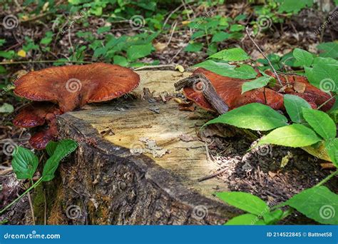 Forest Fungi are Saprophytes that Live on the Trunks and Stumps of Dead ...