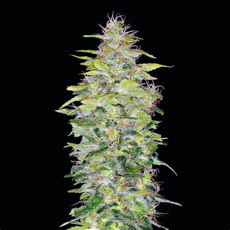 Northern Lights AUTO: Entspannende Indica-Sorte