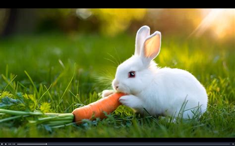 Ai 视频工具 的图像结果