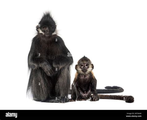 Monkey Francois Langur Babies