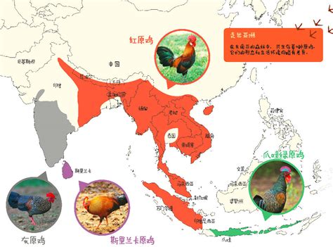 科学网—鸡年话鸡：鸡的起源、驯化与多样性展 - 刘光裕的博文