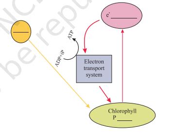 Complete the flow chart for cyclic photophosphorylation of the ...