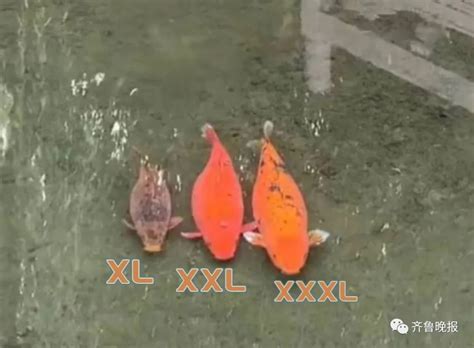 “XL、XXL、XXXL”济南趵突泉3只胖锦鲤同框！网友：饭搭子出游了？|济南趵突泉|锦鲤|鱼_新浪新闻