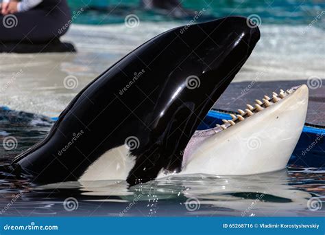 Closeup of the Orca S Teeth Stock Photo - Image of teeth, orca: 65268716